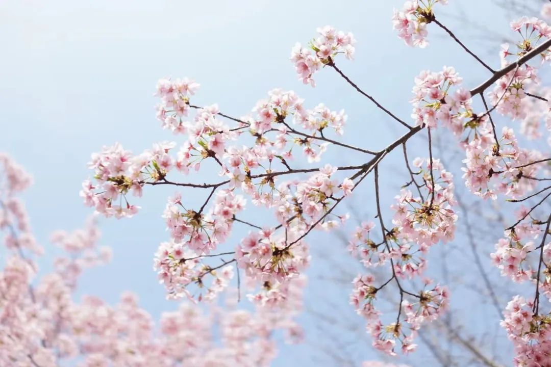 中國(guó)美容博覽會(huì) 中國(guó)美容博覽會(huì)